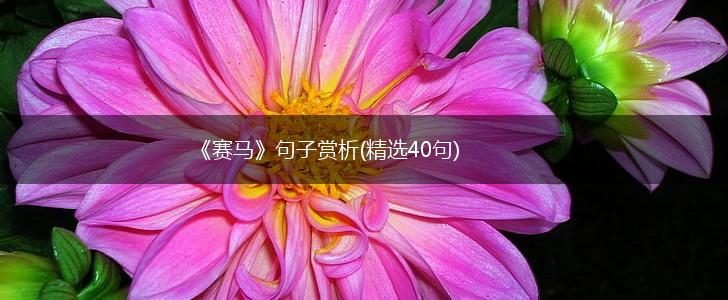 《赛马》句子赏析(精选40句),第1张