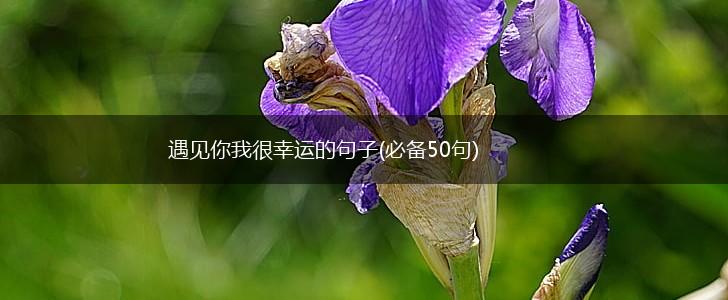 遇见你我很幸运的句子(必备50句),第1张