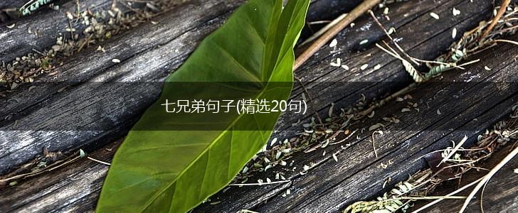 七兄弟句子(精选20句),第1张