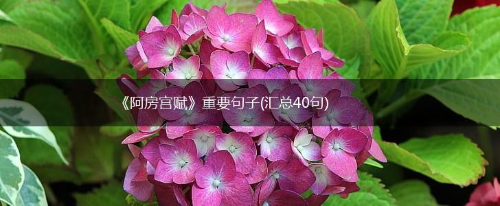 《阿房宫赋》重要句子(汇总40句),第1张