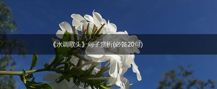 《水调歌头》句子赏析(必备20句),第1张