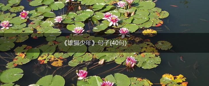 《雄狮少年》句子(40句),第1张