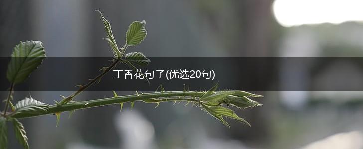 丁香花句子(优选20句),第1张