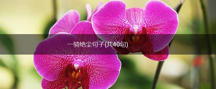 一骑绝尘句子(共40句),第1张