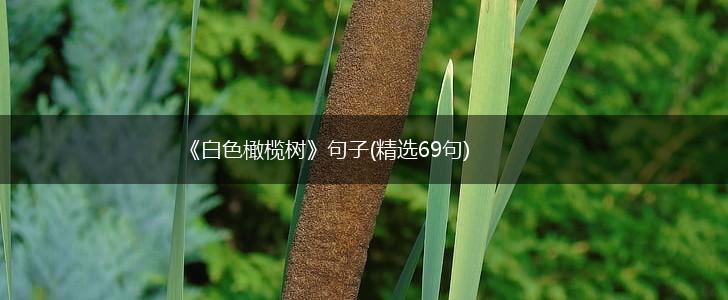 《白色橄榄树》句子(精选69句),第1张