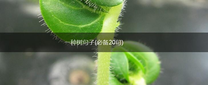 一种树句子(必备20句),第1张
