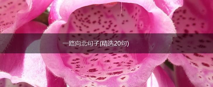 一路向北句子(精选20句),第1张 一路向北句子(精选20句),第1张