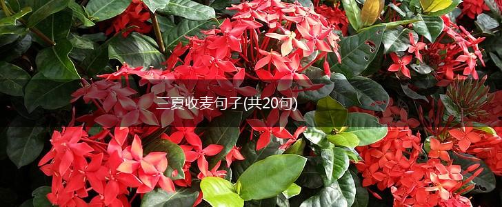 三夏收麦句子(共20句),第1张