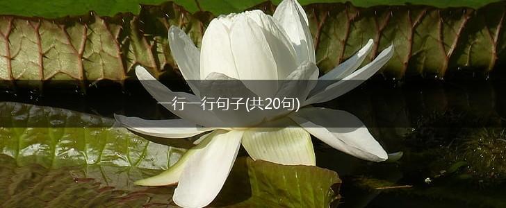 一行一行句子(共20句),第1张