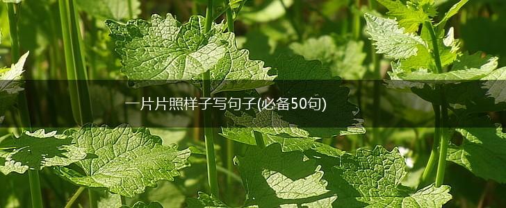 一片片照样子写句子(必备50句),第1张