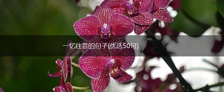 一忆往昔的句子(优选50句),第1张