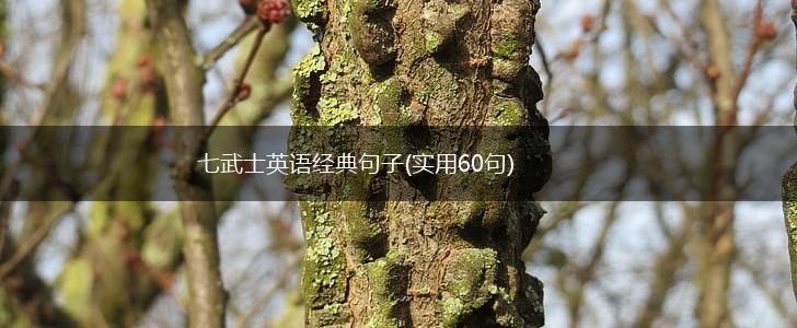 七武士英语经典句子(实用60句),第1张