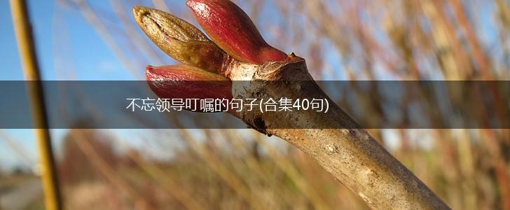 不忘领导叮嘱的句子(合集40句),第1张