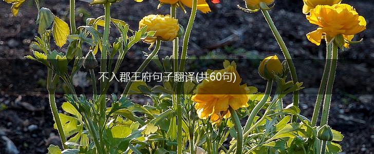 不入郡王府句子翻译(共60句),第1张