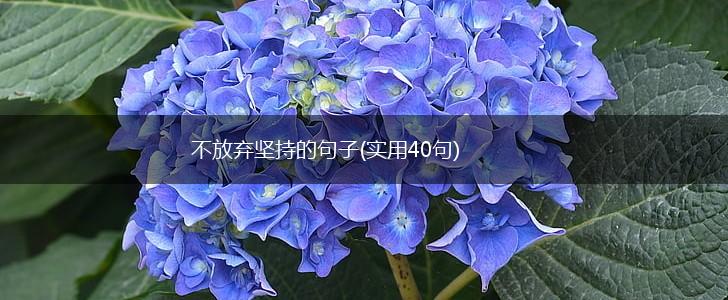 不放弃坚持的句子(实用40句),第1张