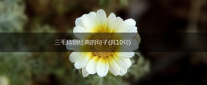 三毛特别经典的句子(共10句),第1张