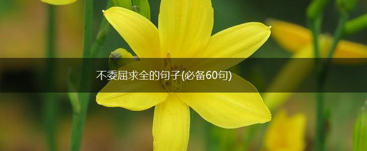 不委屈求全的句子(必备60句),第1张