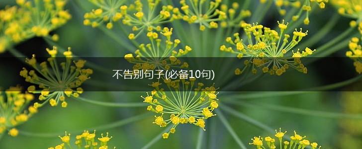 不告别句子(必备10句),第1张