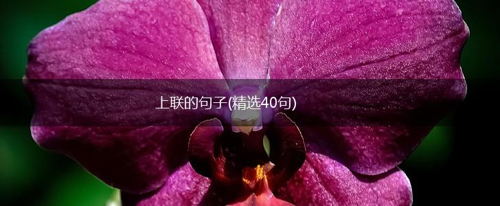 上联的句子(精选40句),第1张