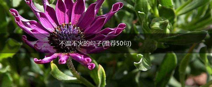 不温不火的句子(推荐50句),第1张 不温不火的句子(推荐50句),第1张