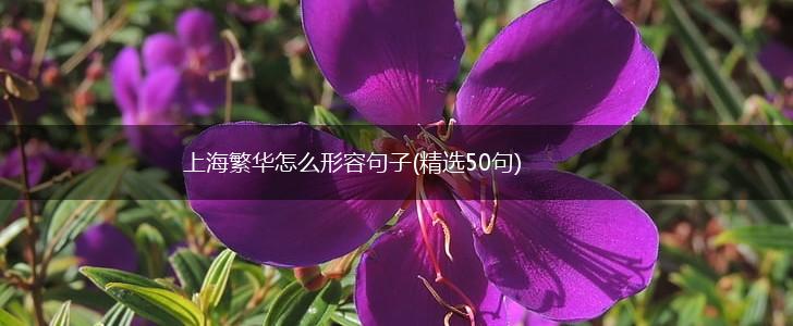 上海繁华怎么形容句子(精选50句),第1张