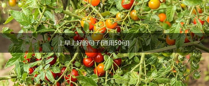 上早上好的句子(通用50句),第1张