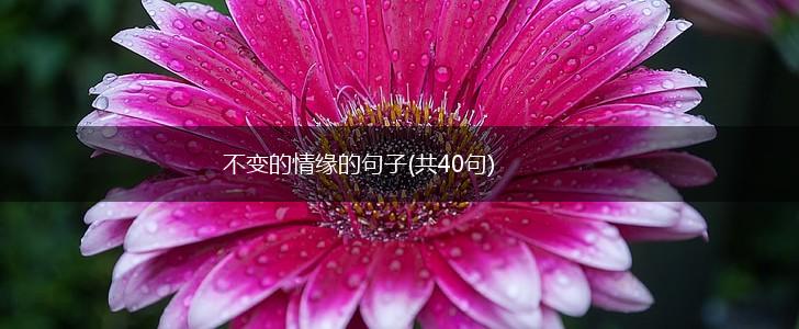 不变的情缘的句子(共40句),第1张