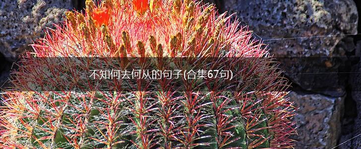 不知何去何从的句子(合集67句),第1张