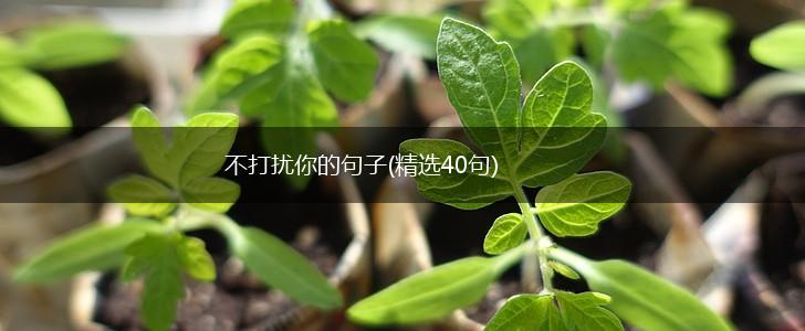 不打扰你的句子(精选40句),第1张
