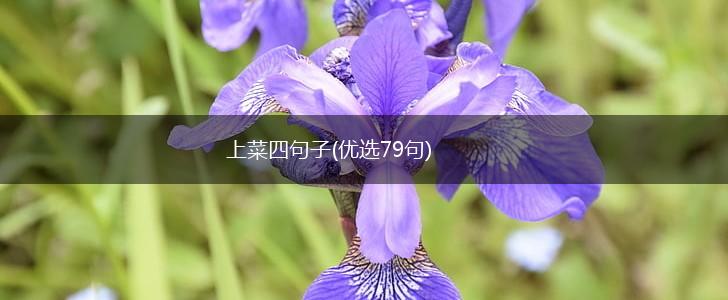 上菜四句子(优选79句),第1张