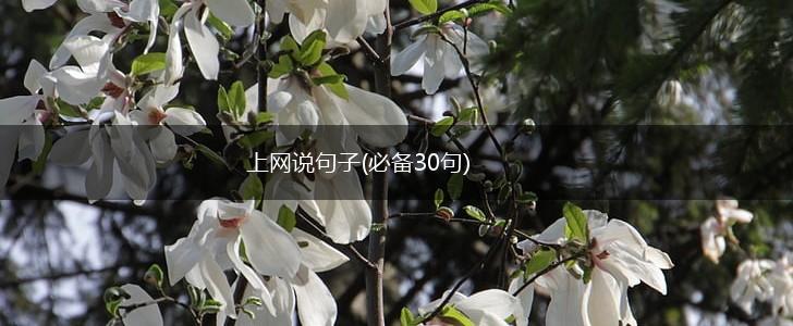 上网说句子(必备30句),第1张