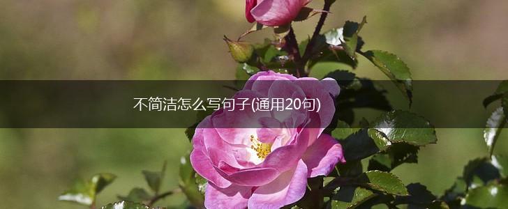 不简洁怎么写句子(通用20句),第1张