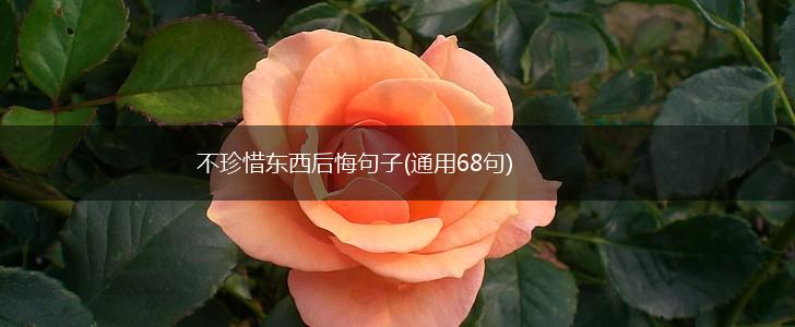 不珍惜东西后悔句子(通用68句),第1张