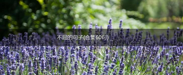 不屈的句子(合集60句),第1张