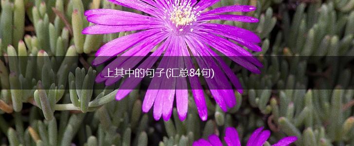 上其中的句子(汇总84句),第1张