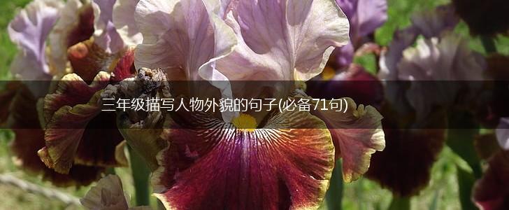 三年级描写人物外貌的句子(必备71句),第1张