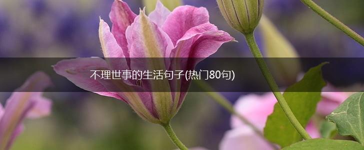 不理世事的生活句子(热门80句),第1张