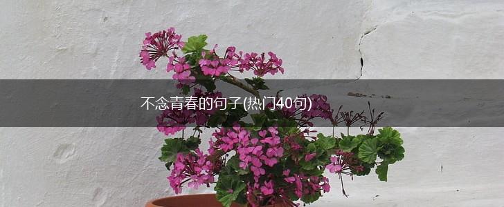 不念青春的句子(热门40句),第1张
