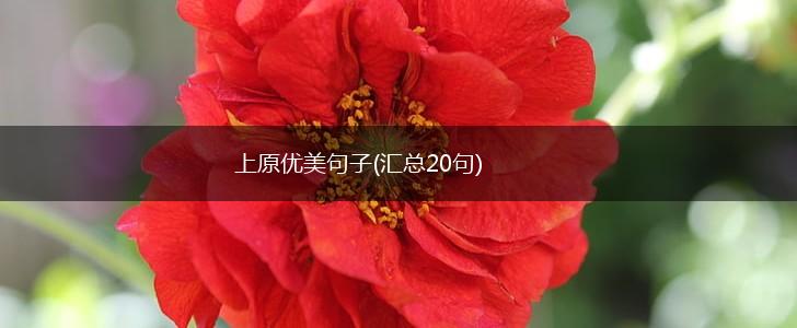 上原优美句子(汇总20句),第1张