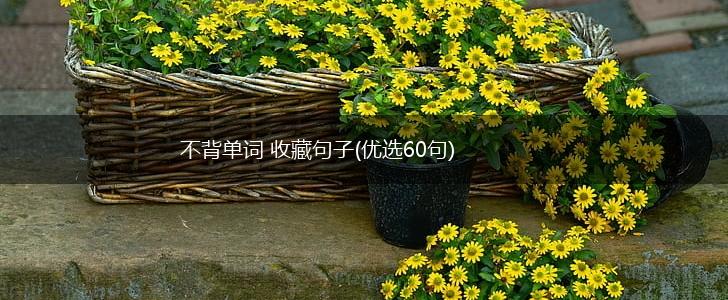 不背单词 收藏句子(优选60句),第1张