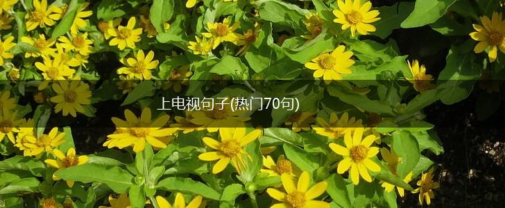 上电视句子(热门70句),第1张