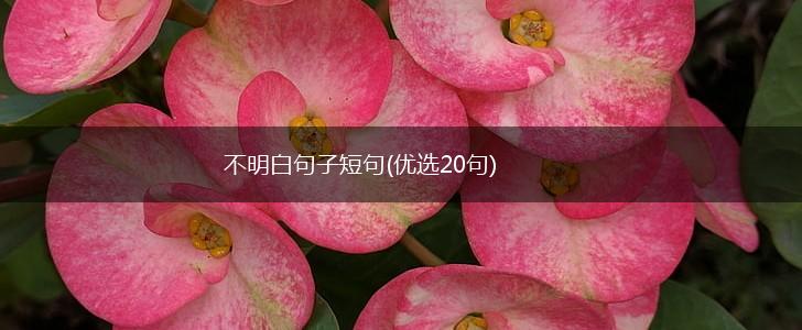 不明白句子短句(优选20句),第1张