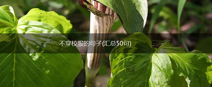 不穿校服的句子(汇总50句),第1张