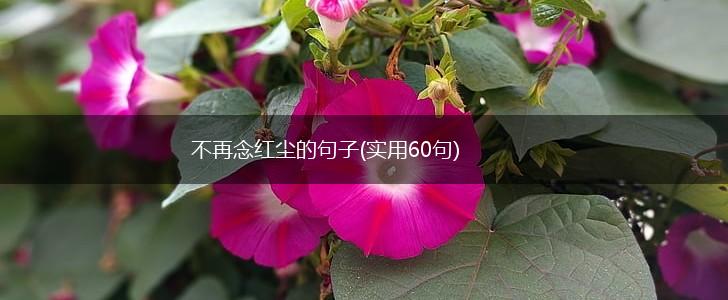 不再念红尘的句子(实用60句),第1张