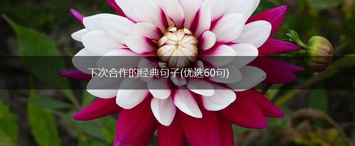 下次合作的经典句子(优选60句),第1张