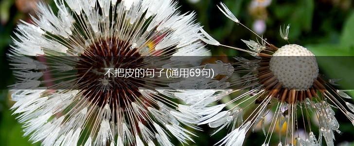 不把皮的句子(通用69句),第1张 不把皮的句子(通用69句),第1张