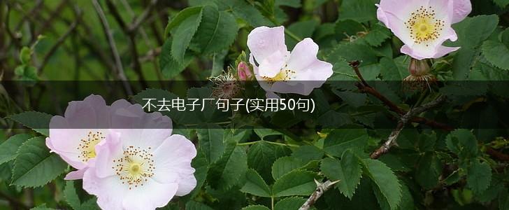 不去电子厂句子(实用50句),第1张