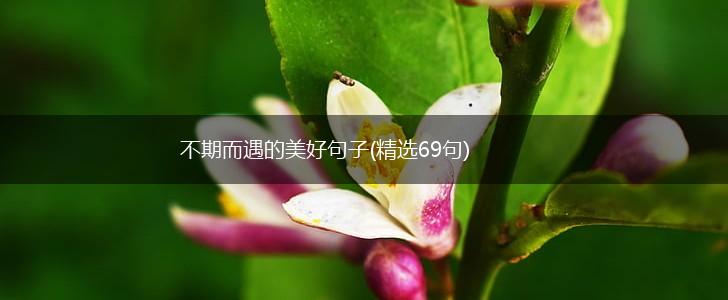 不期而遇的美好句子(精选69句),第1张
