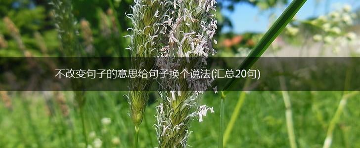 不改变句子的意思给句子换个说法(汇总20句),第1张
