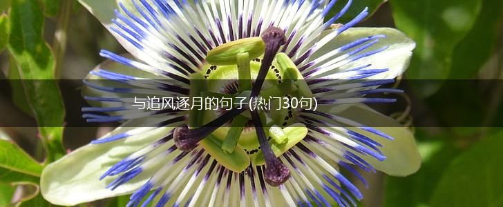 与追风逐月的句子(热门30句),第1张